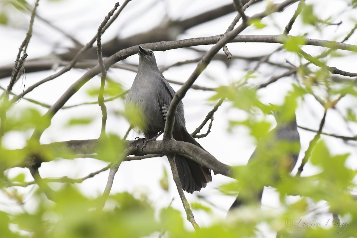 Gray Catbird - ML453839371
