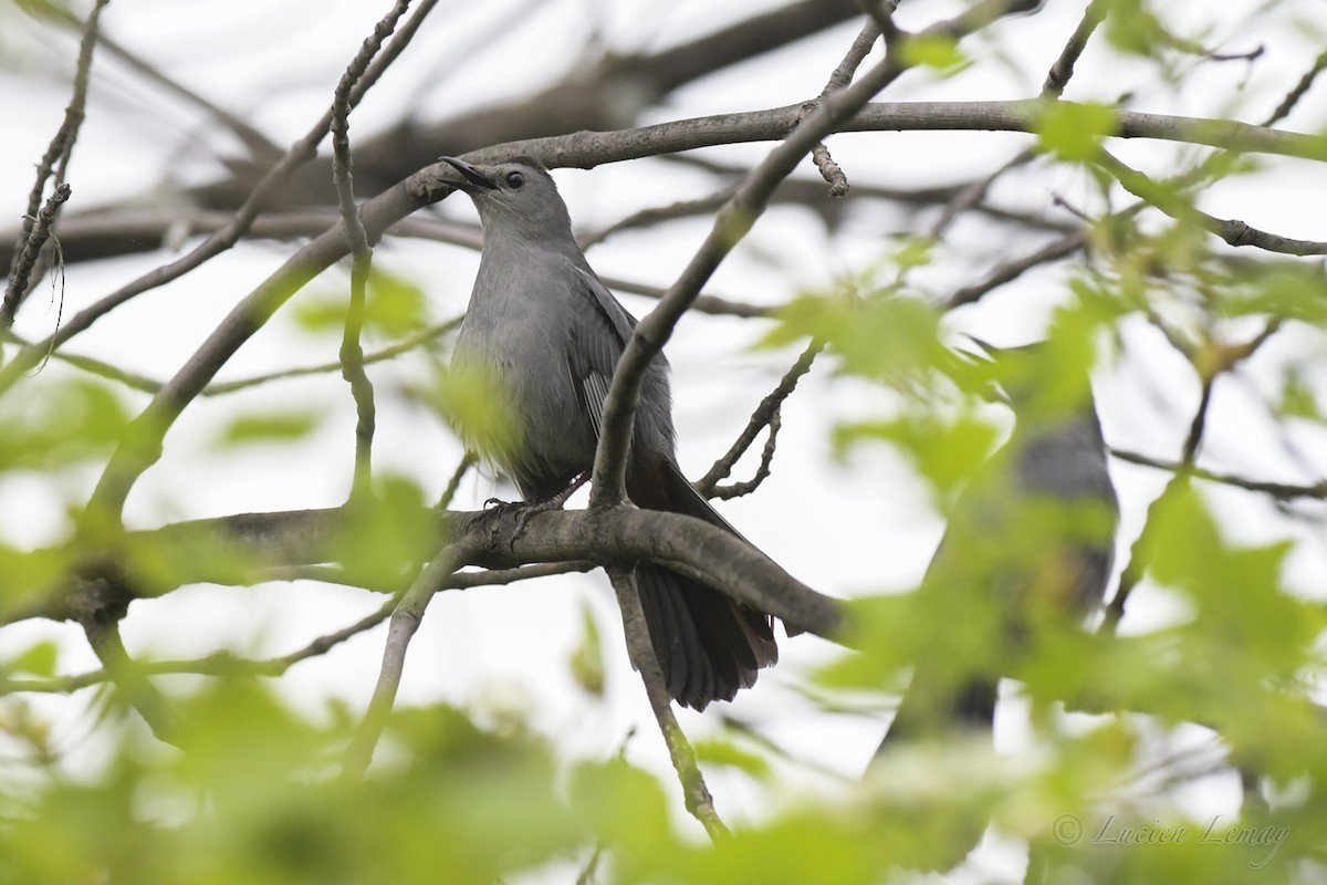 Gray Catbird - ML453839461