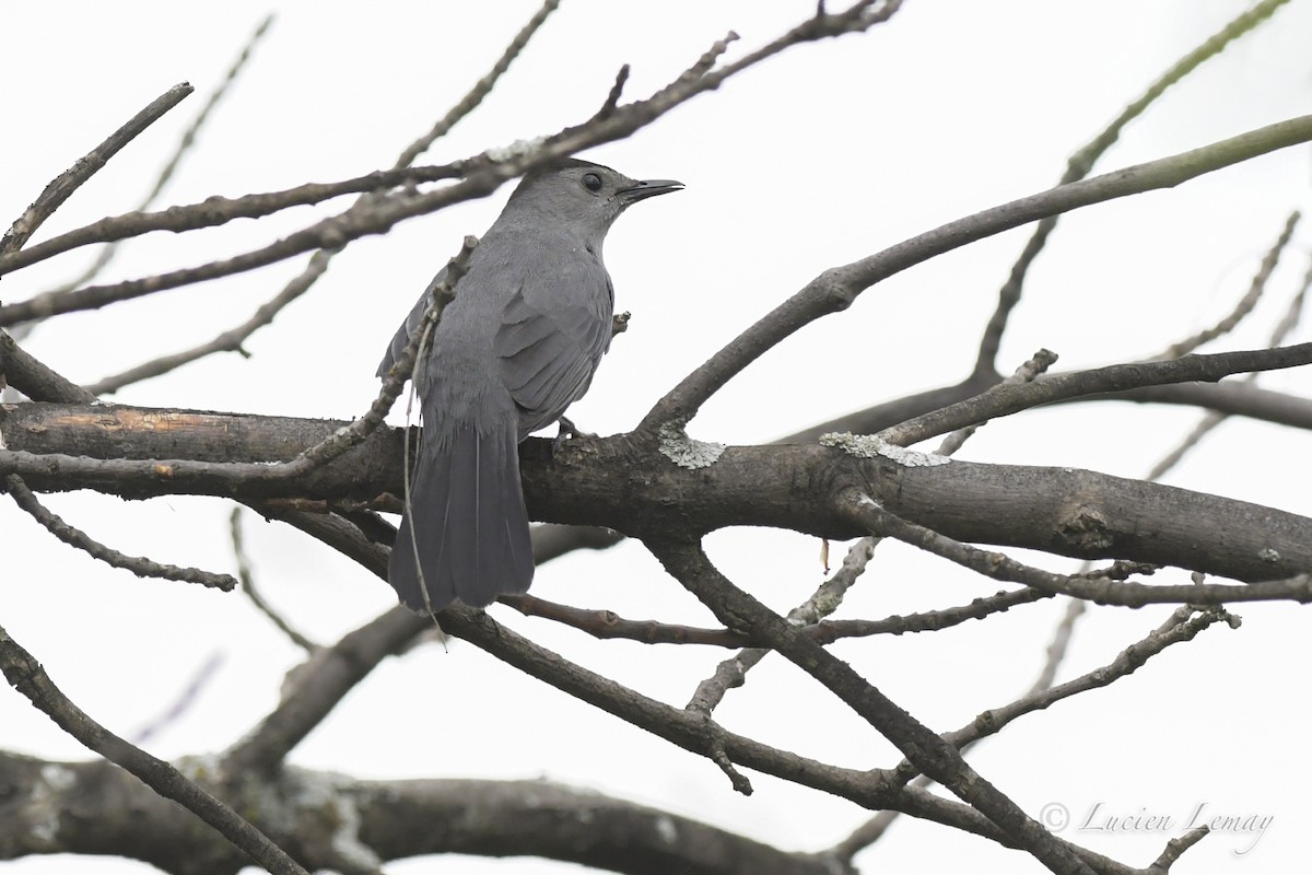 Gray Catbird - ML453839491
