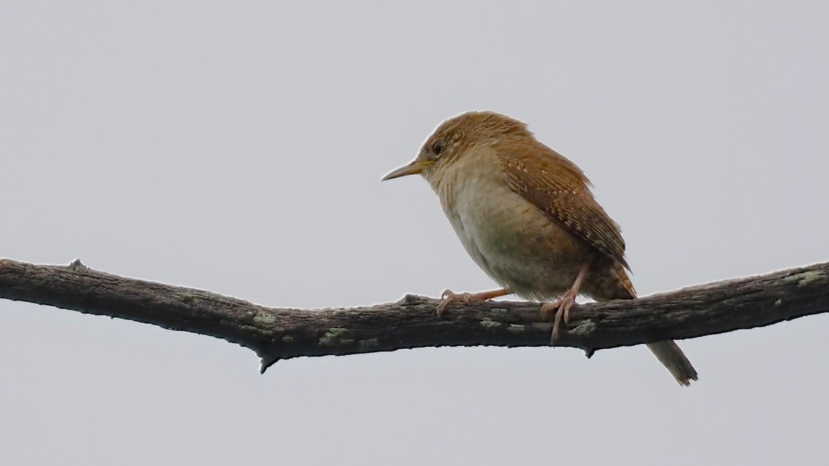 House Wren - ML453839611