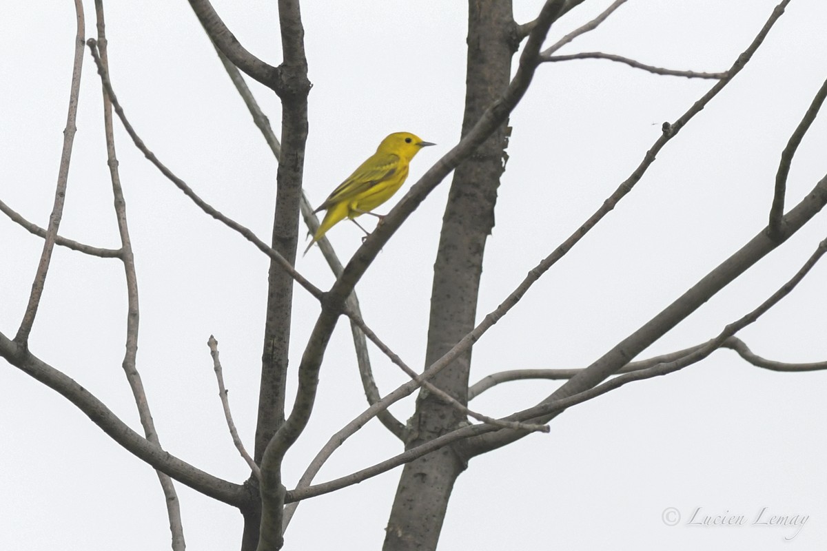 Yellow Warbler - ML453839621