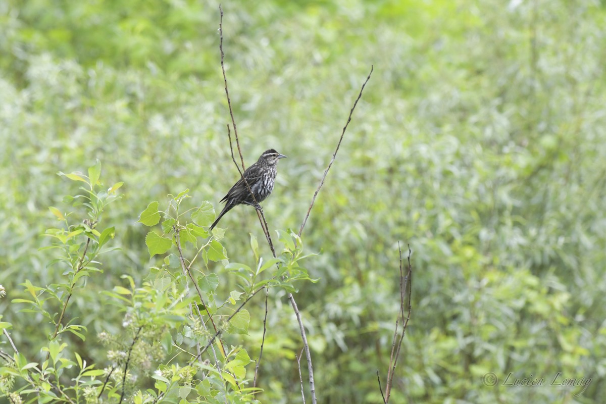 Red-winged Blackbird - ML453839701