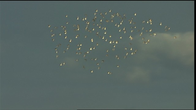 חופמאי בלתי-מזוהה - ML453840