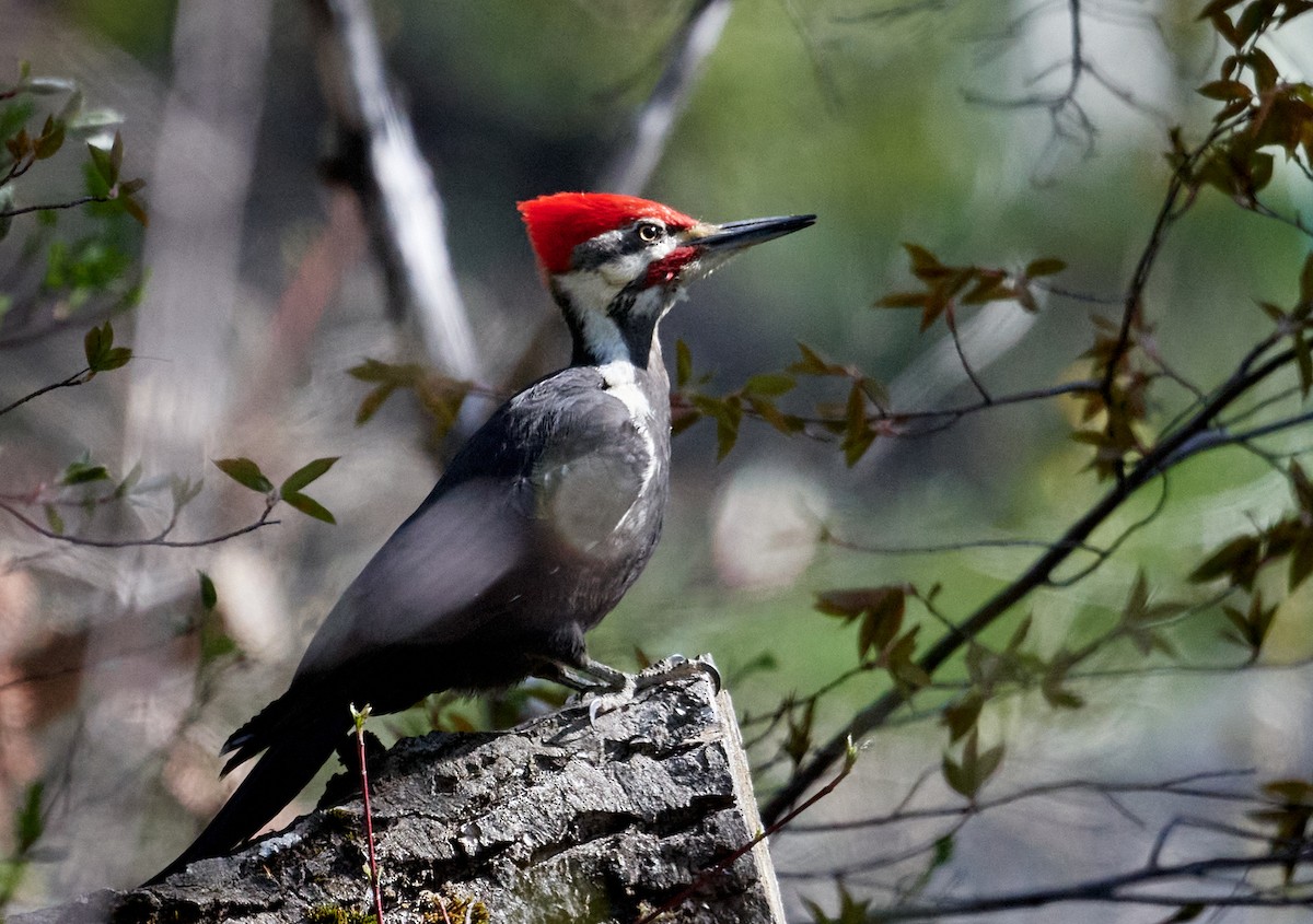 Pileated Woodpecker - ML453840591