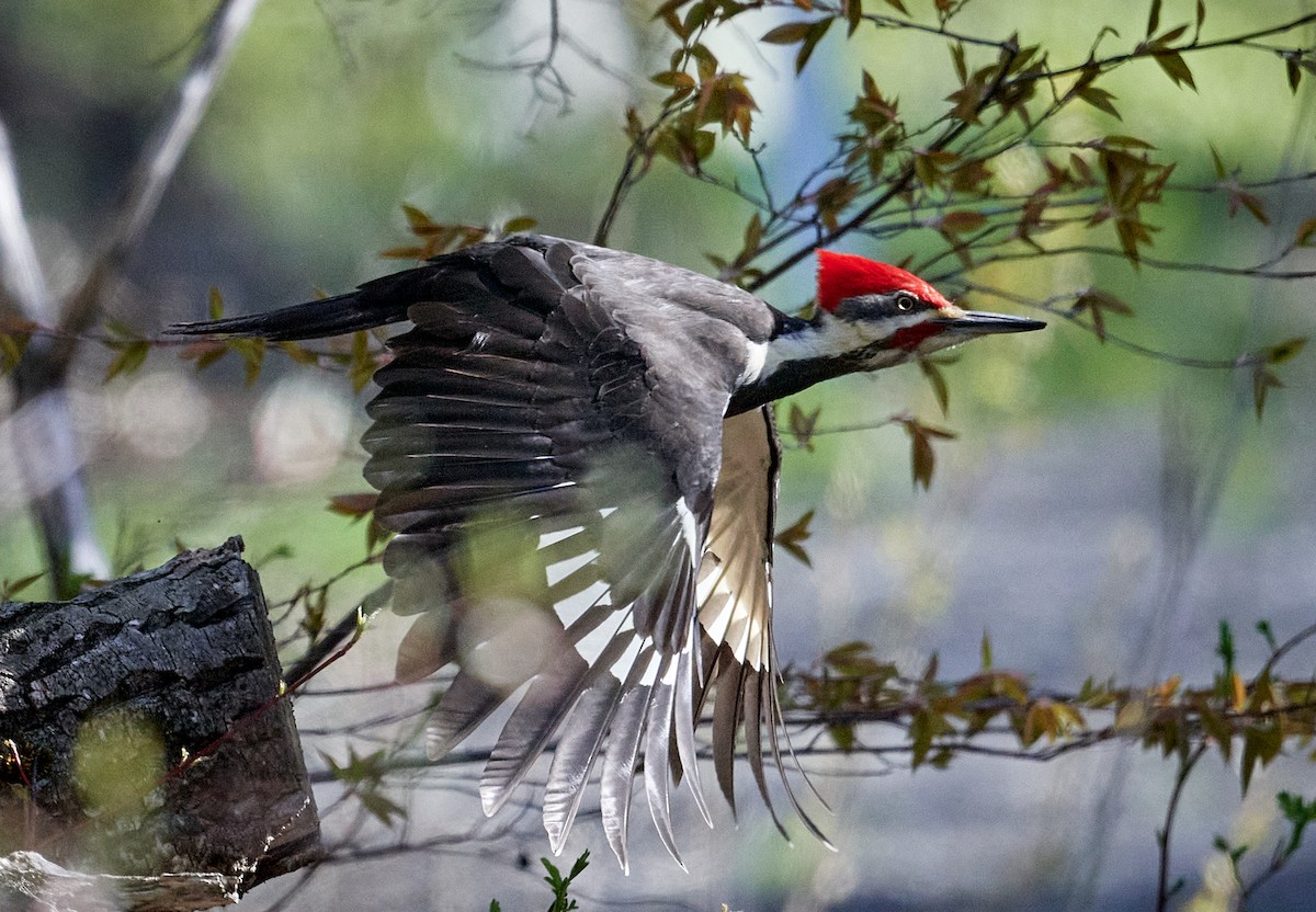 Pileated Woodpecker - ML453840631