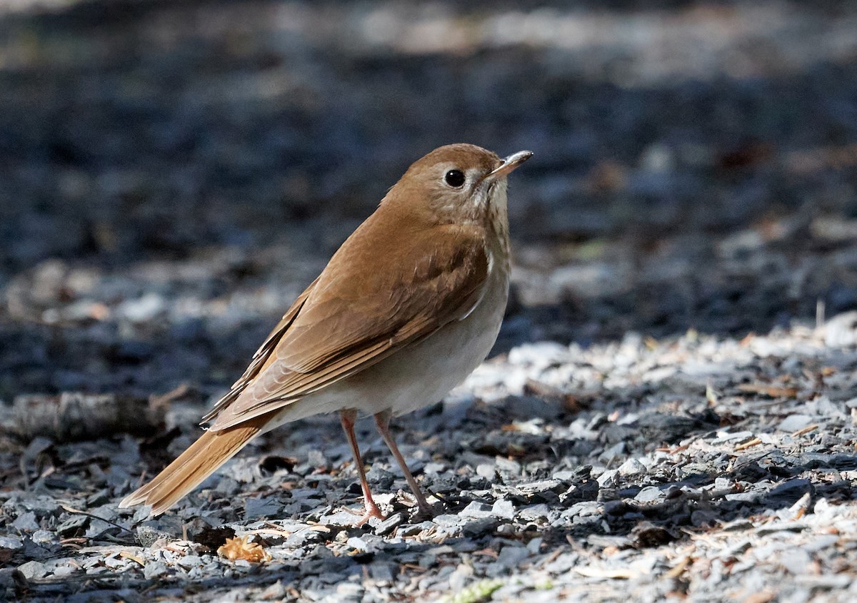 Veery - ML453840741