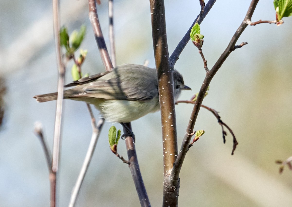 Warbling Vireo - ML453840861
