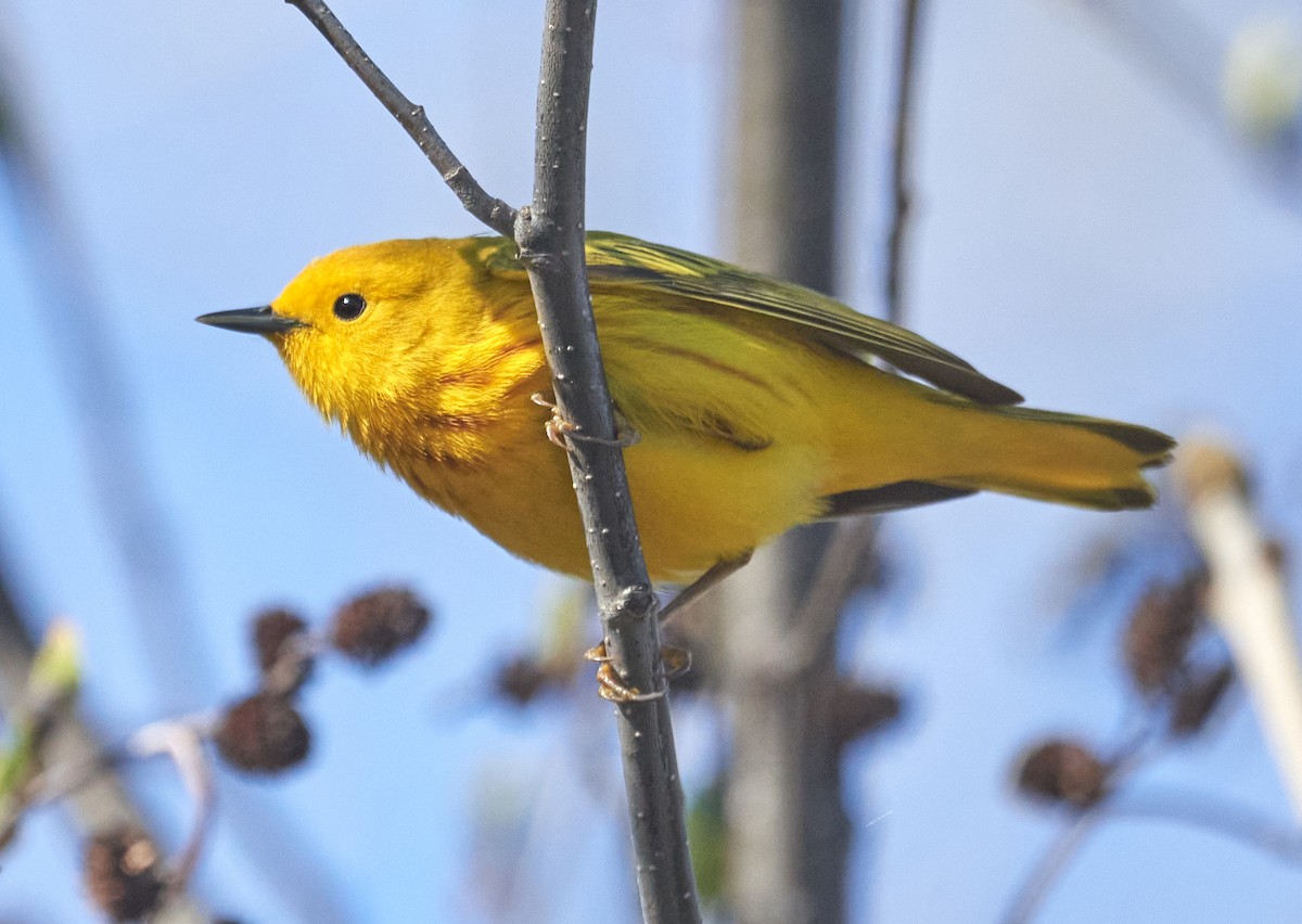 Yellow Warbler - ML453840921