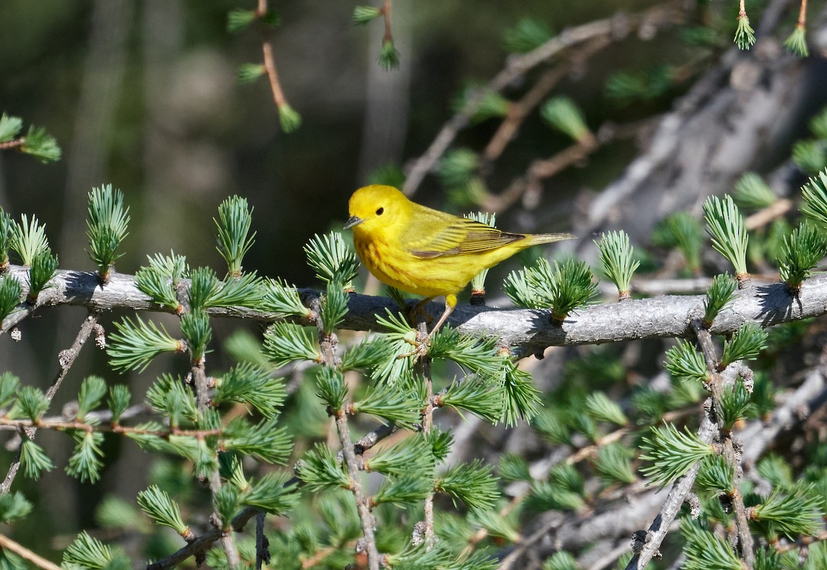 Yellow Warbler - ML453840931