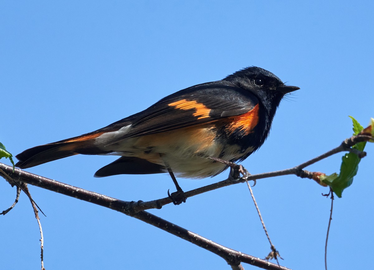 American Redstart - ML453841051