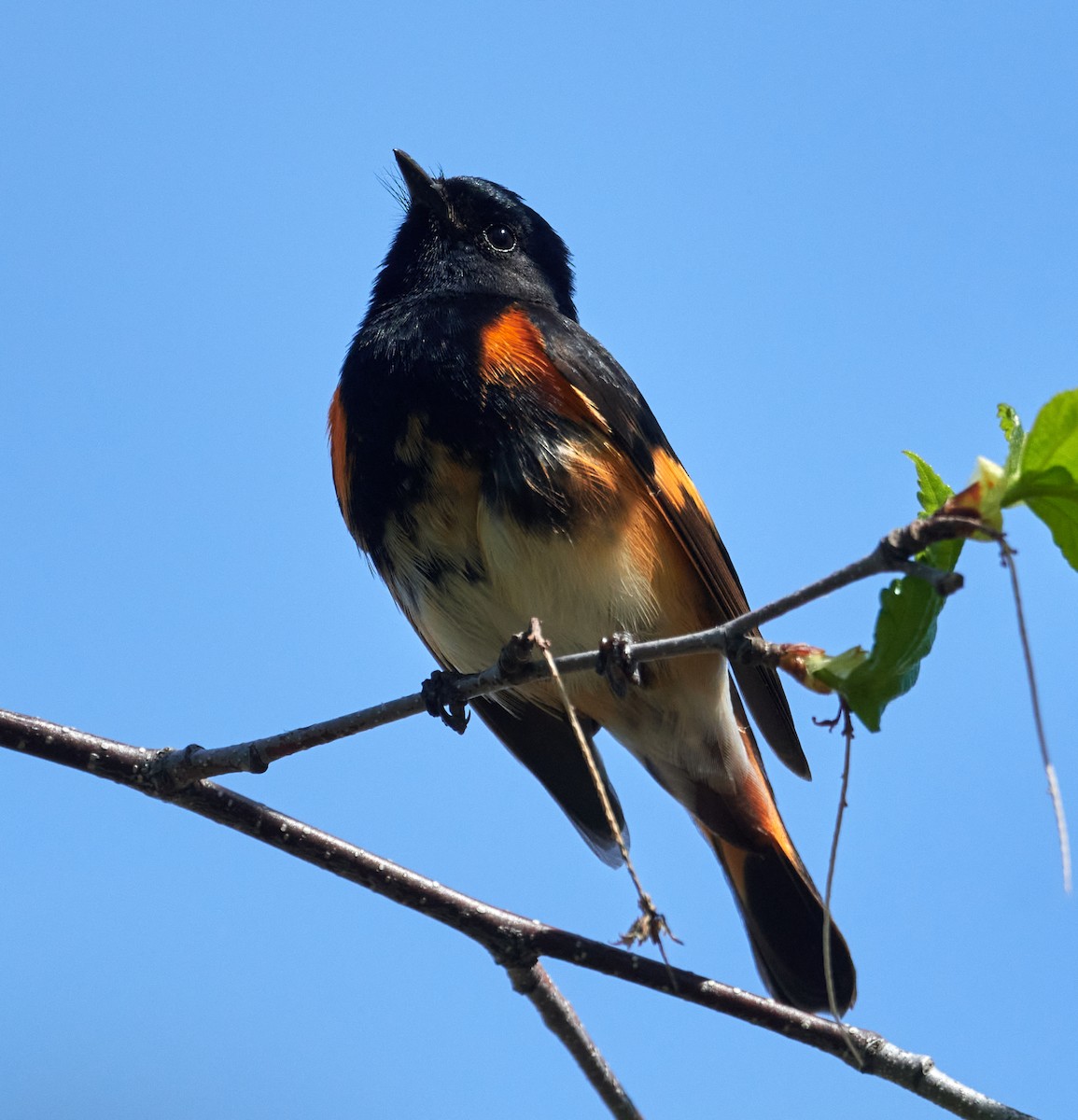 American Redstart - ML453841061