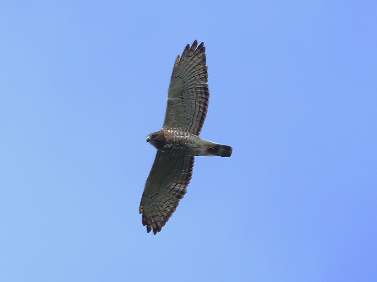 Broad-winged Hawk - ML453842981
