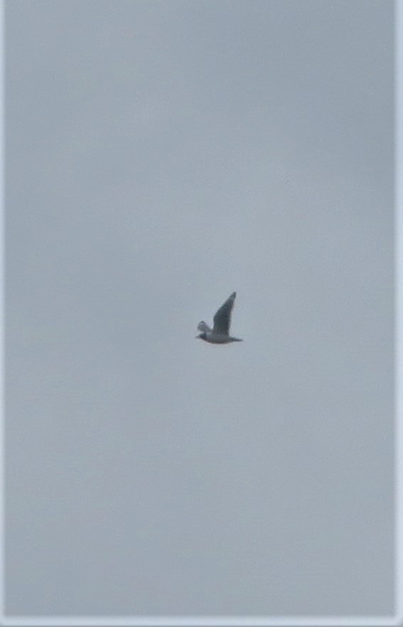 Franklin's Gull - ML453845191