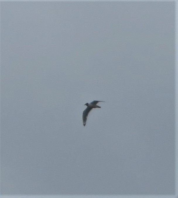 Franklin's Gull - ML453845251