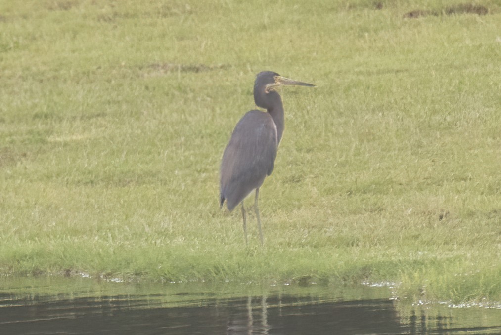 Tricolored Heron - ML453845751