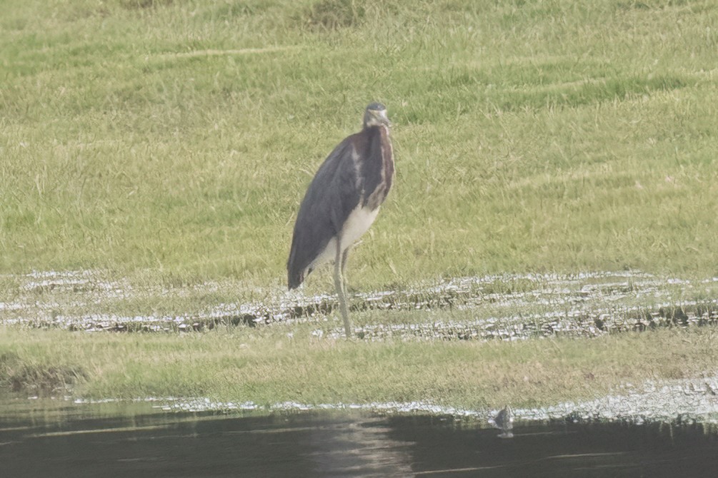 Tricolored Heron - ML453845811
