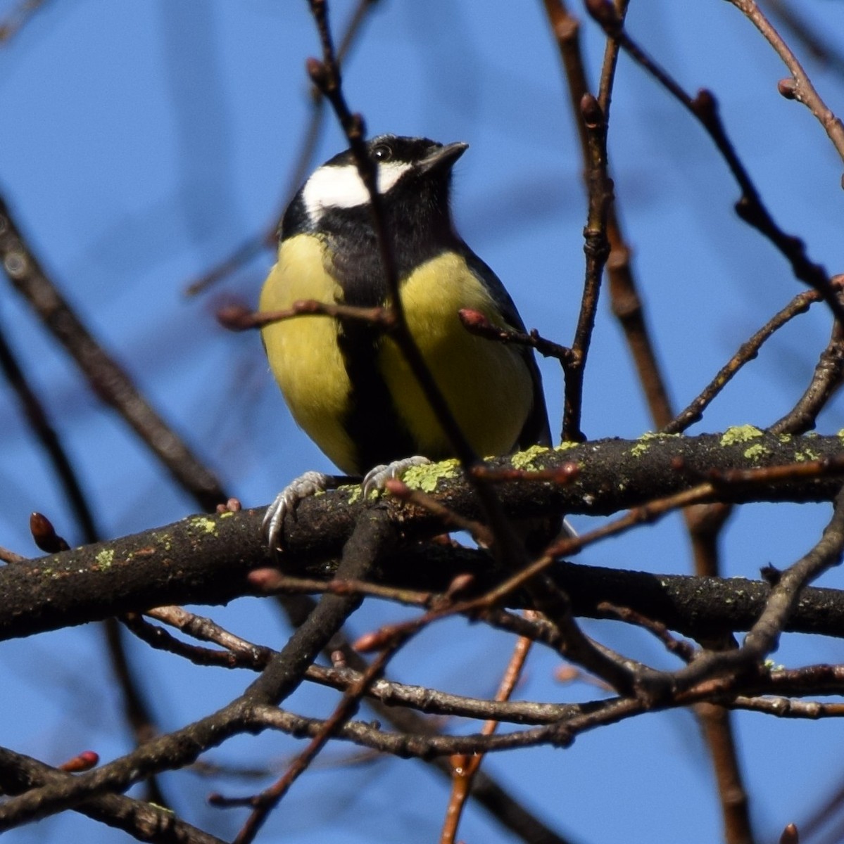 sýkora koňadra [skupina major] - ML45384651