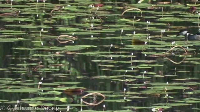 Green Pygmy-Goose - ML453847381