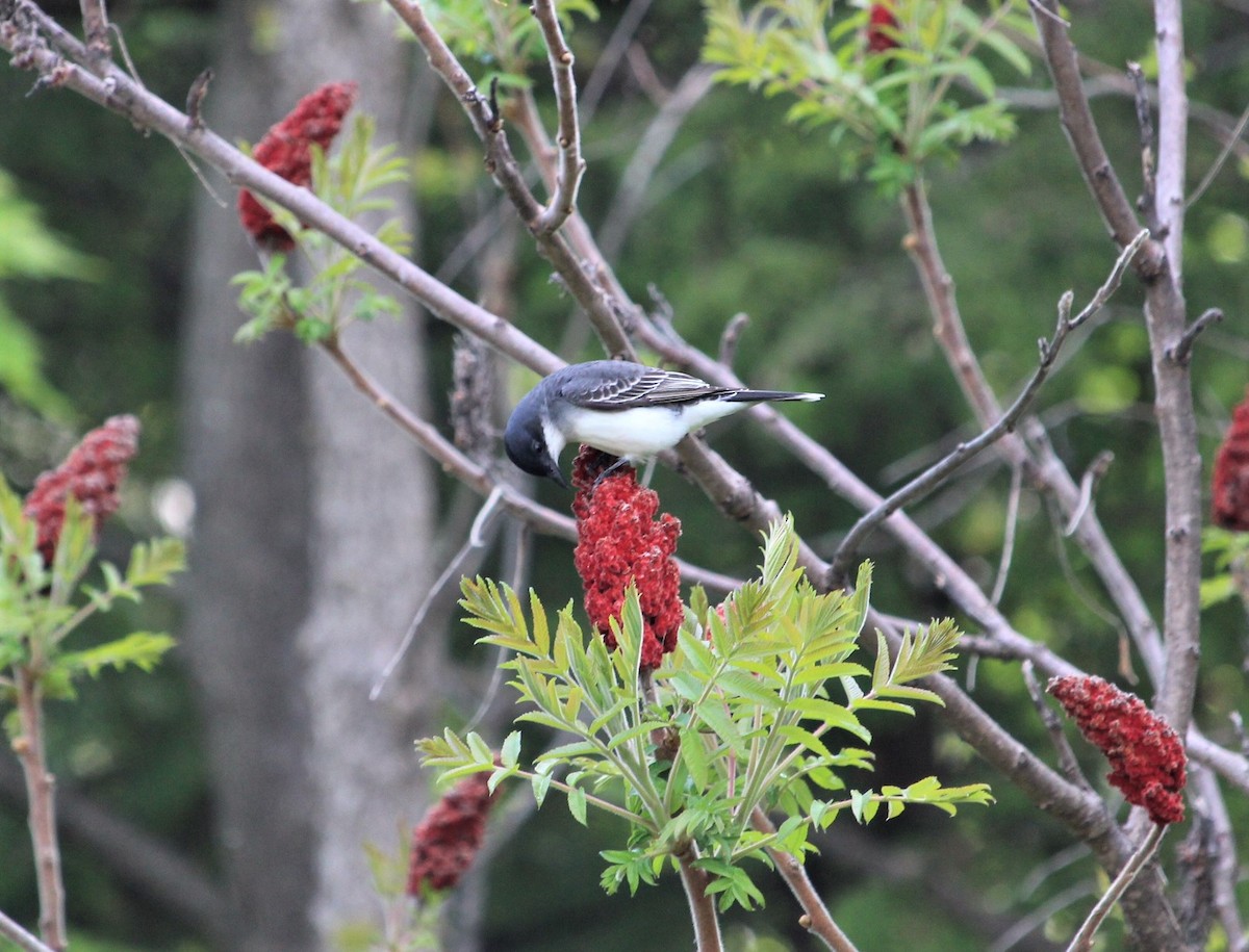 Eastern Kingbird - ML453848041