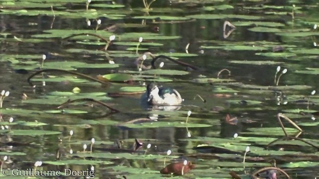 Green Pygmy-Goose - ML453849811