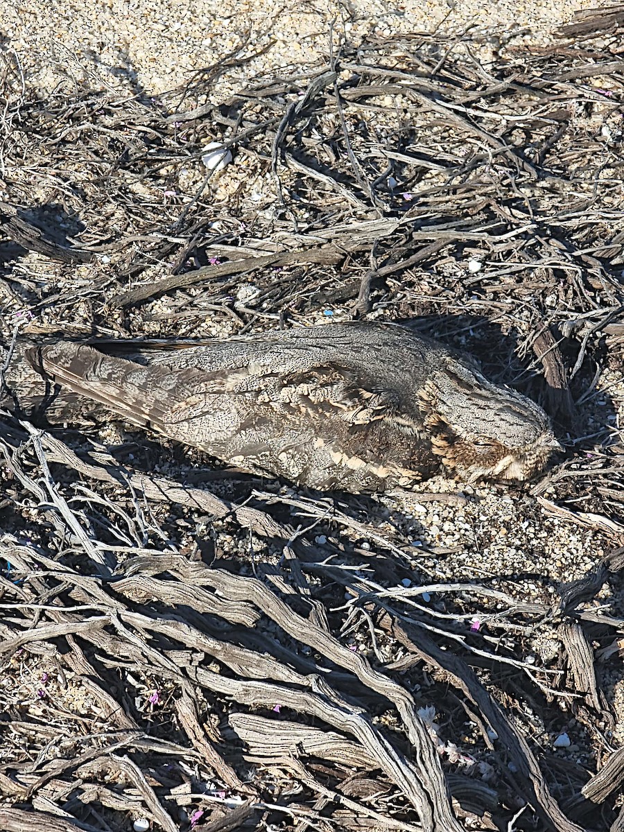 Eurasian Nightjar - ML453849911