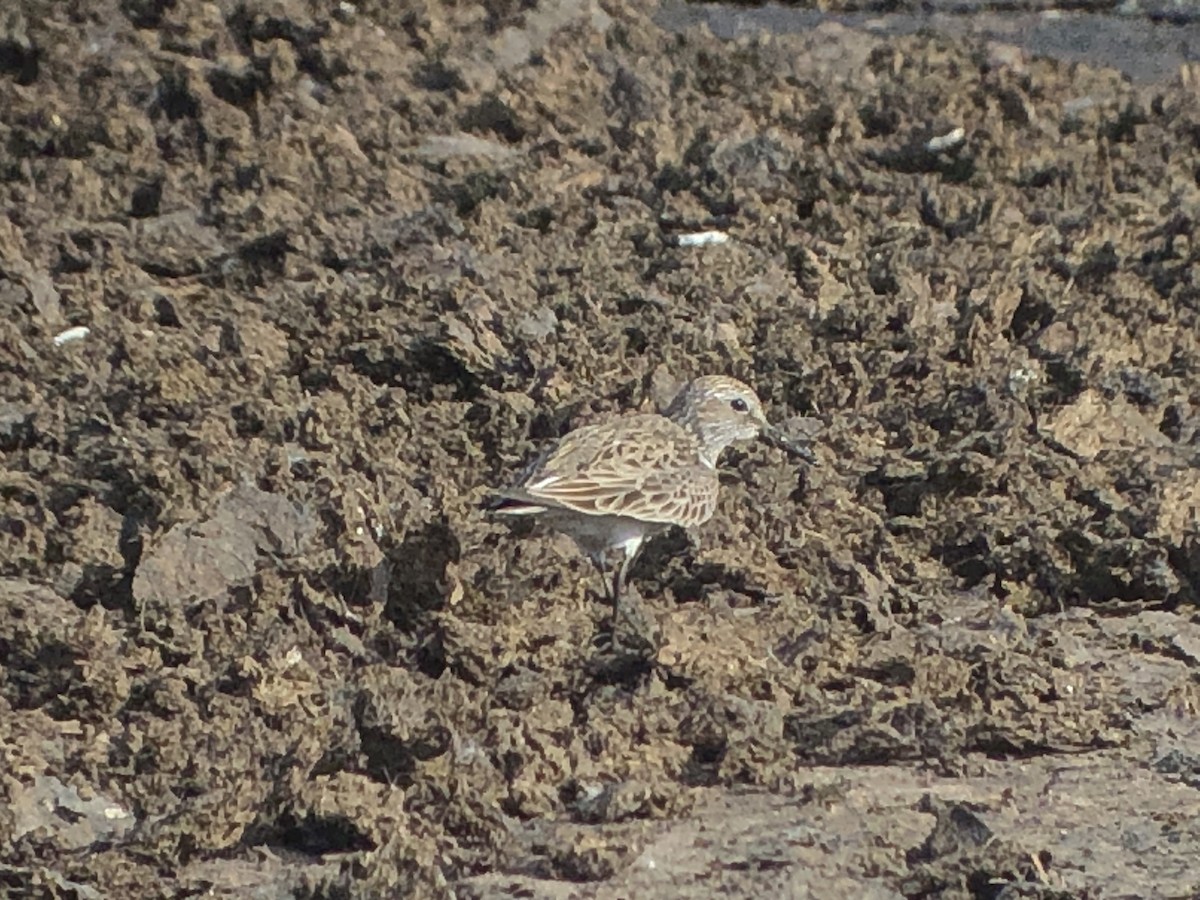 White-rumped Sandpiper - Marshall Iliff