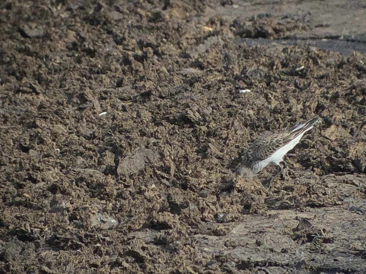 White-rumped Sandpiper - ML453850461