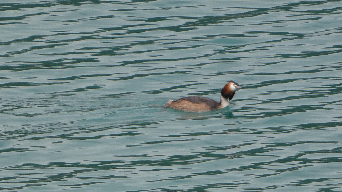 Great Crested Grebe - ML453850671
