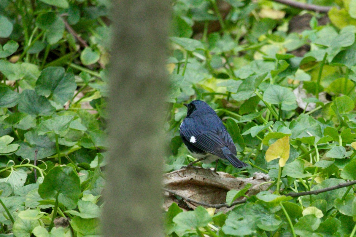 Black-throated Blue Warbler - ML453850821