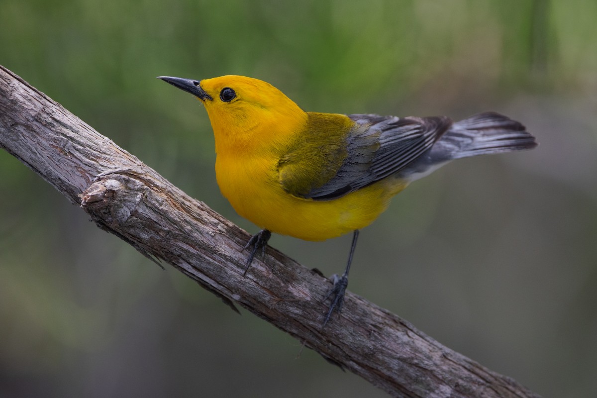 Prothonotary Warbler - ML453851981