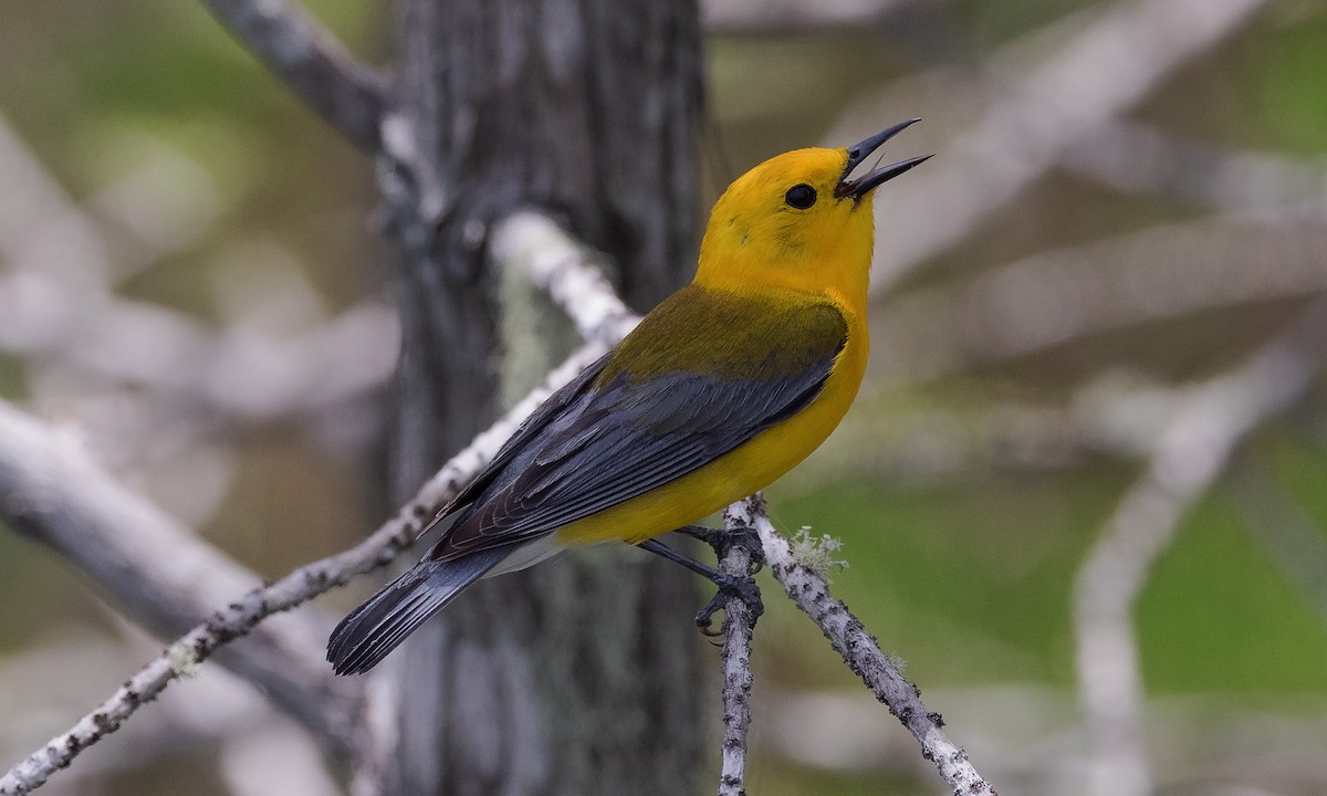 Prothonotary Warbler - ML453851991