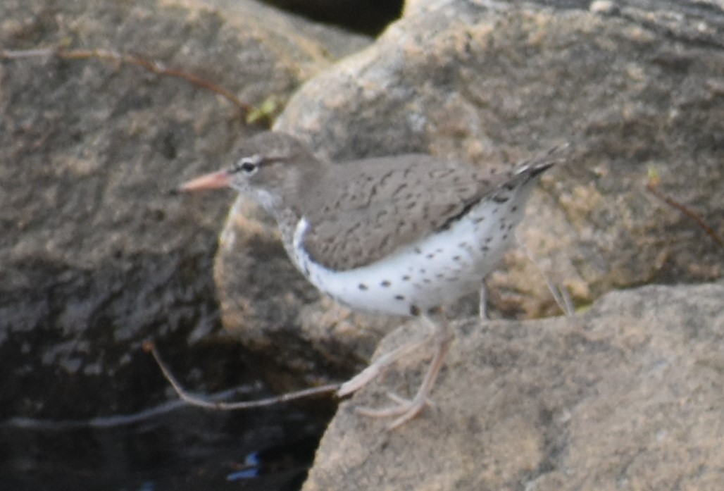 Spotted Sandpiper - ML453852741