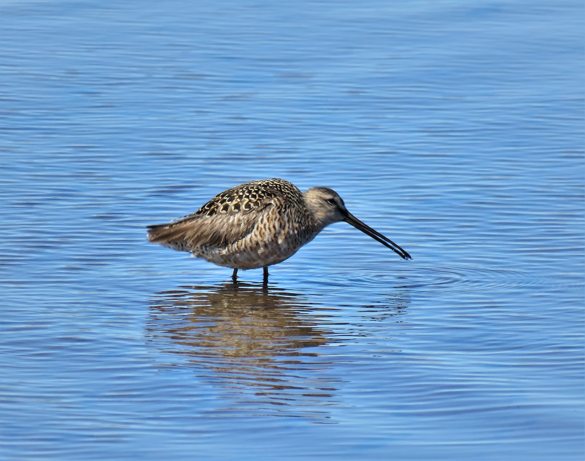 Long-billed Dowitcher - ML453852851