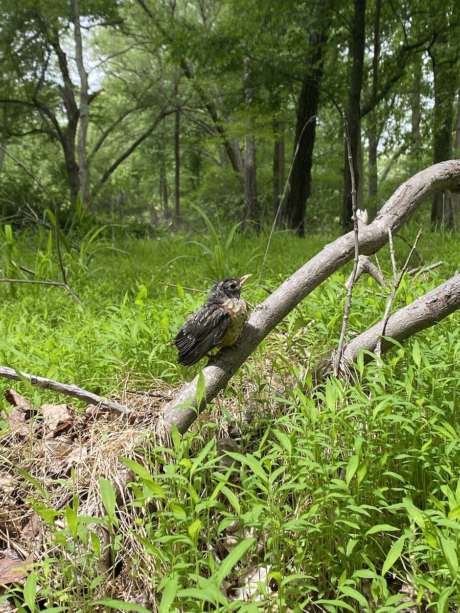 American Robin - ML453853431