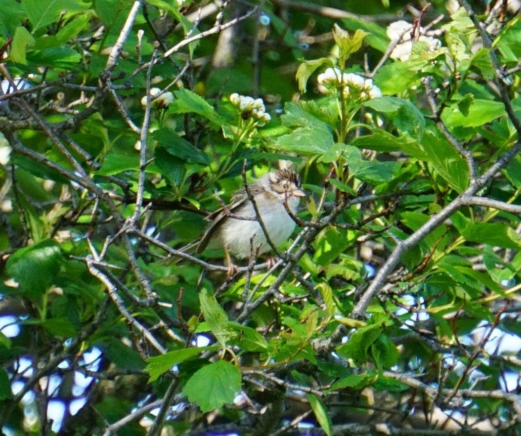 Clay-colored Sparrow - ML453855171