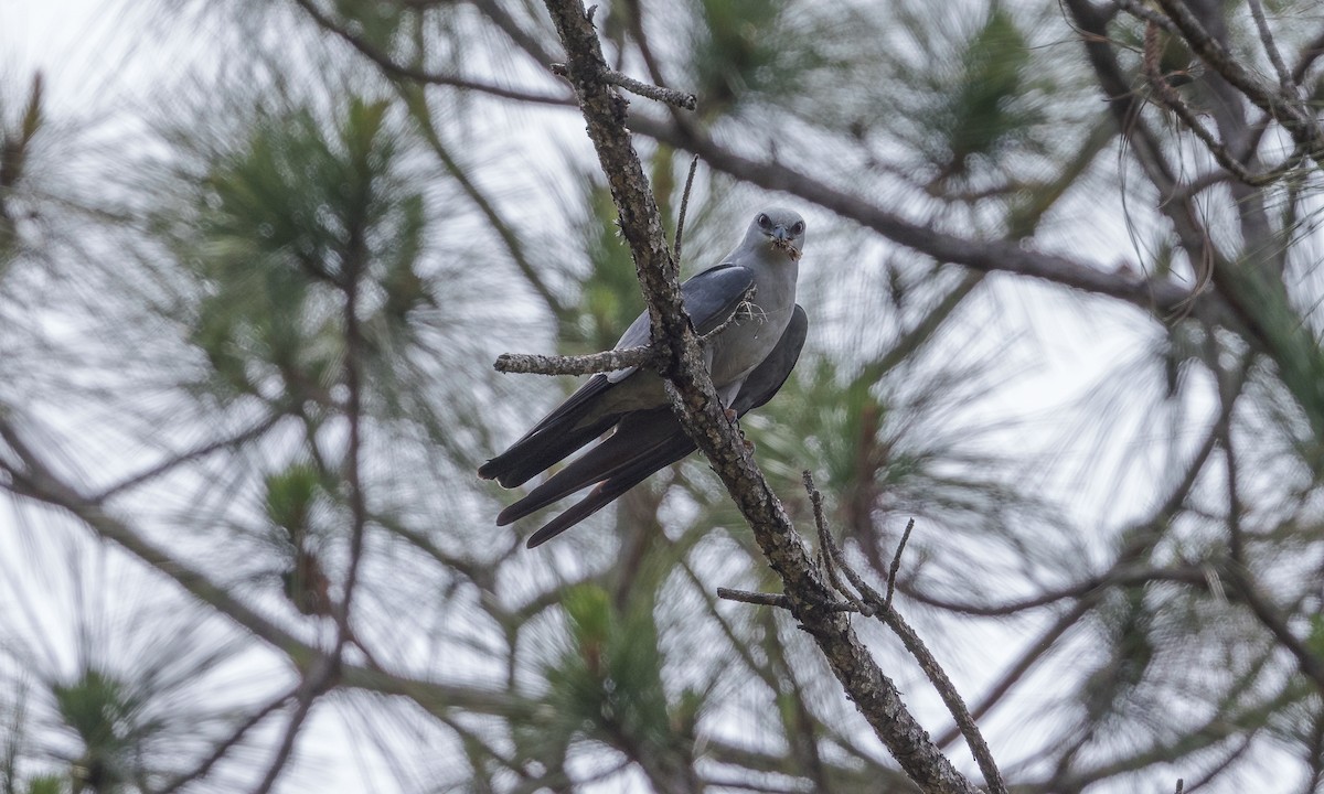 Mississippi Kite - ML453856031