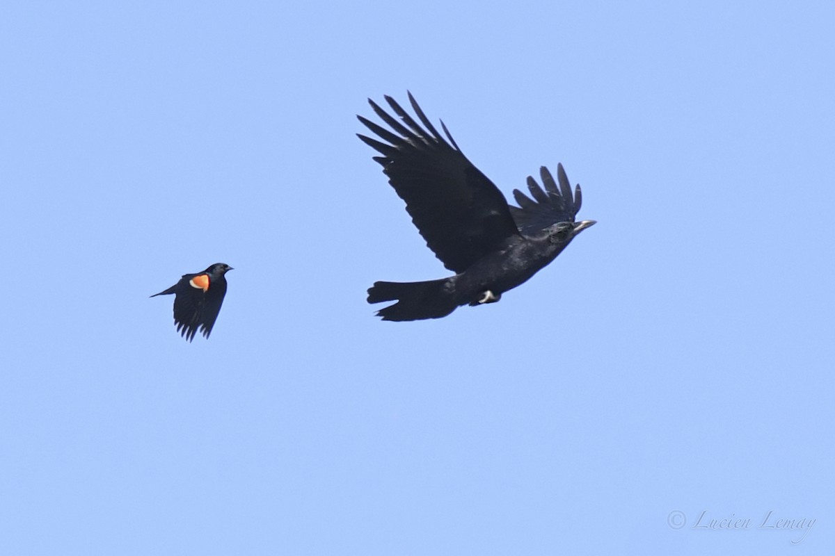 American Crow - ML453856661