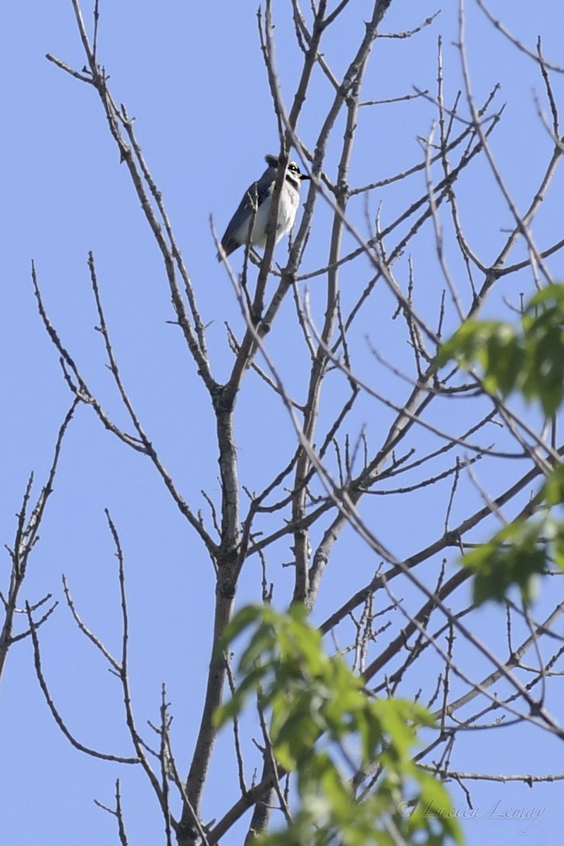 Blue Jay - ML453857091