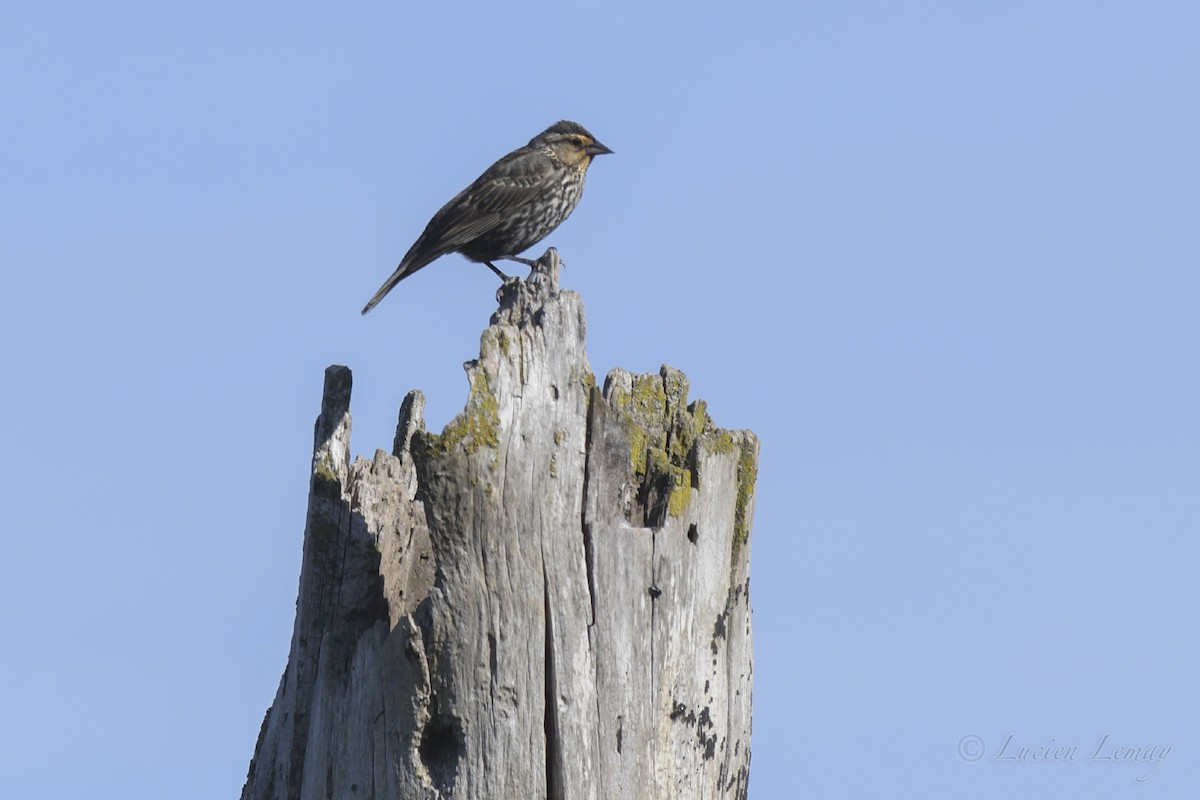 Red-winged Blackbird - ML453857261