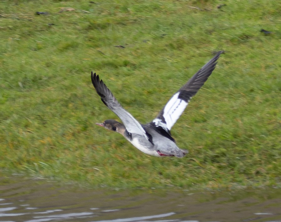 Red-breasted Merganser - ML453857491