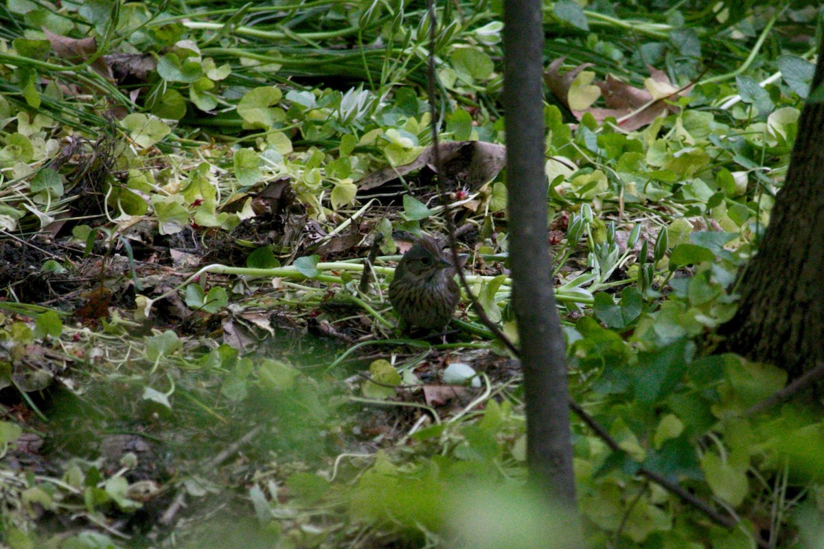Lincoln's Sparrow - ML453860521