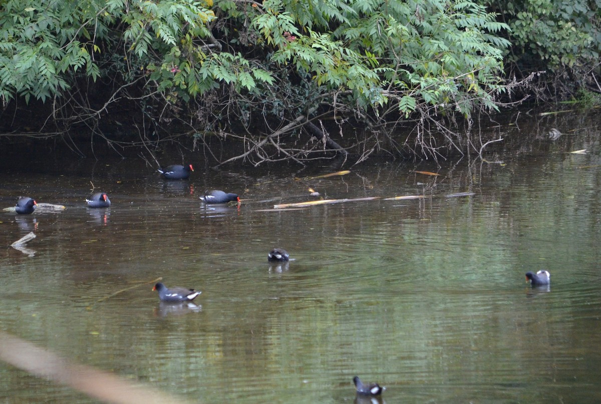 Common Gallinule - ML453861121