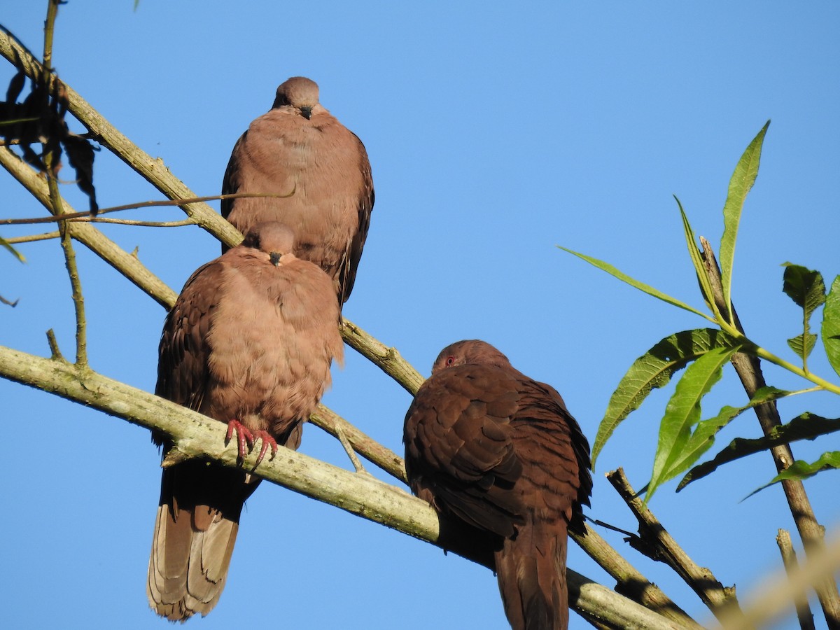 Ruddy Pigeon - ML453861191