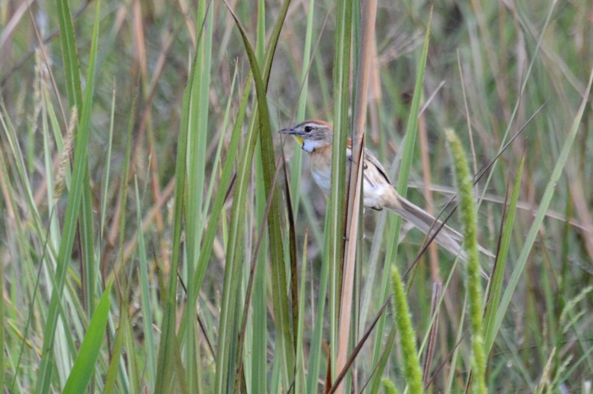 Chotoy Spinetail - David M. Bell