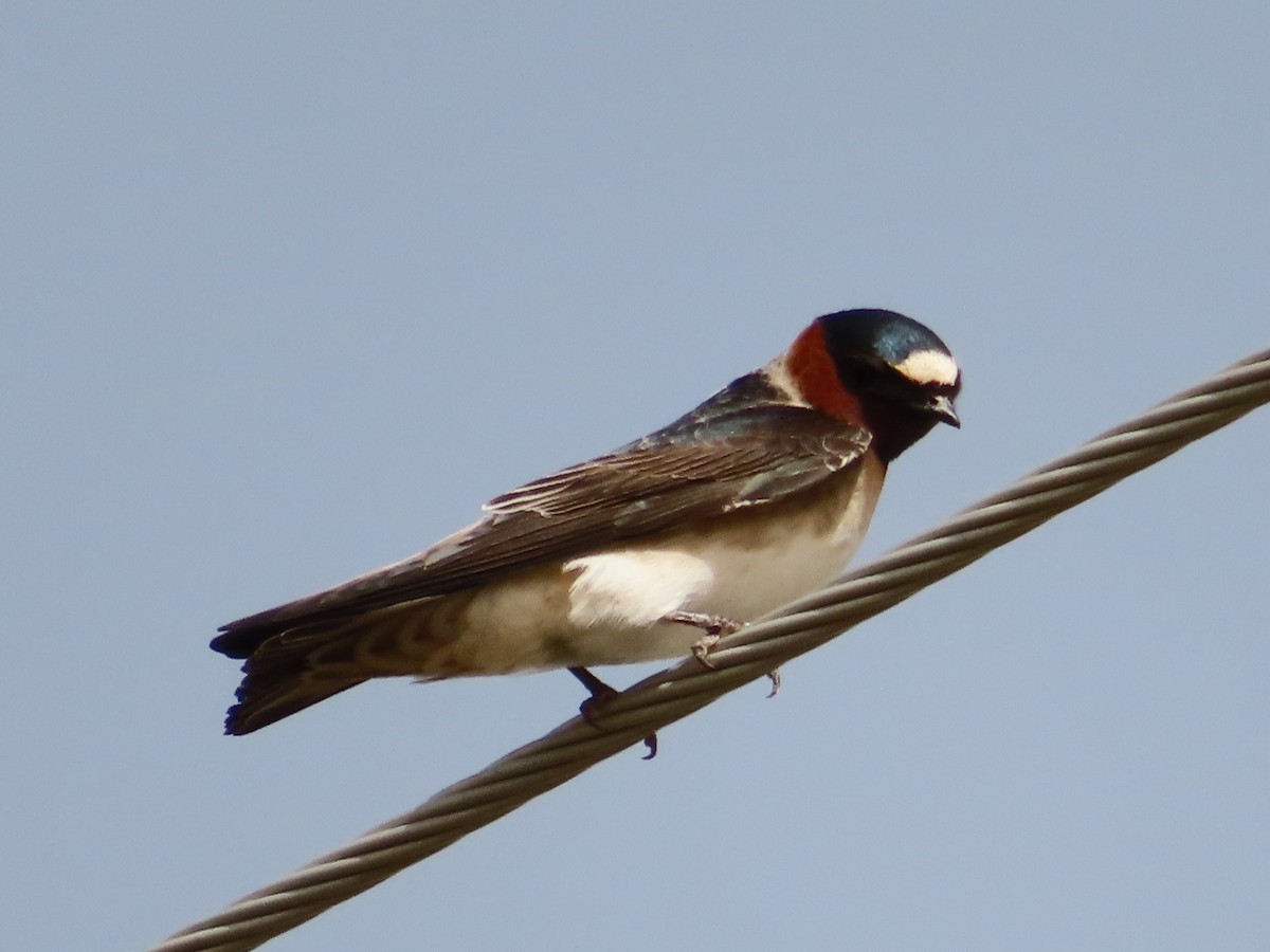 Cliff Swallow - ML453861941