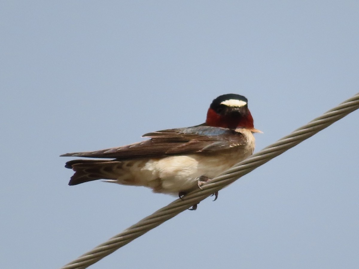 Cliff Swallow - ML453861951