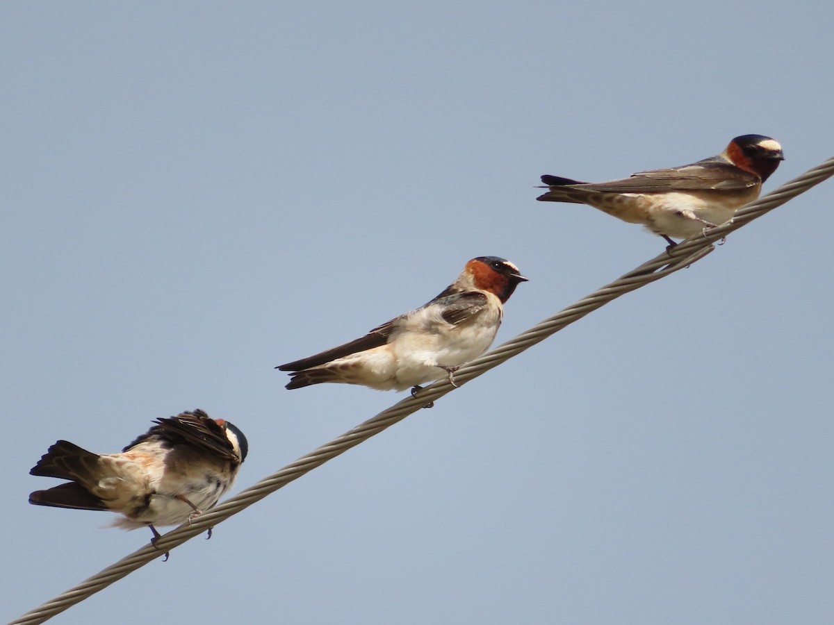 Cliff Swallow - ML453861991