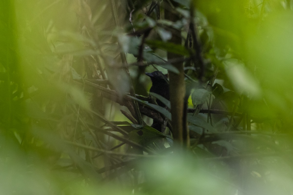 Кущівник-чубань перуанський - ML453863401