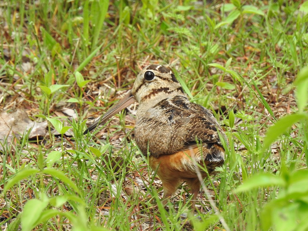 American Woodcock - ML453864221