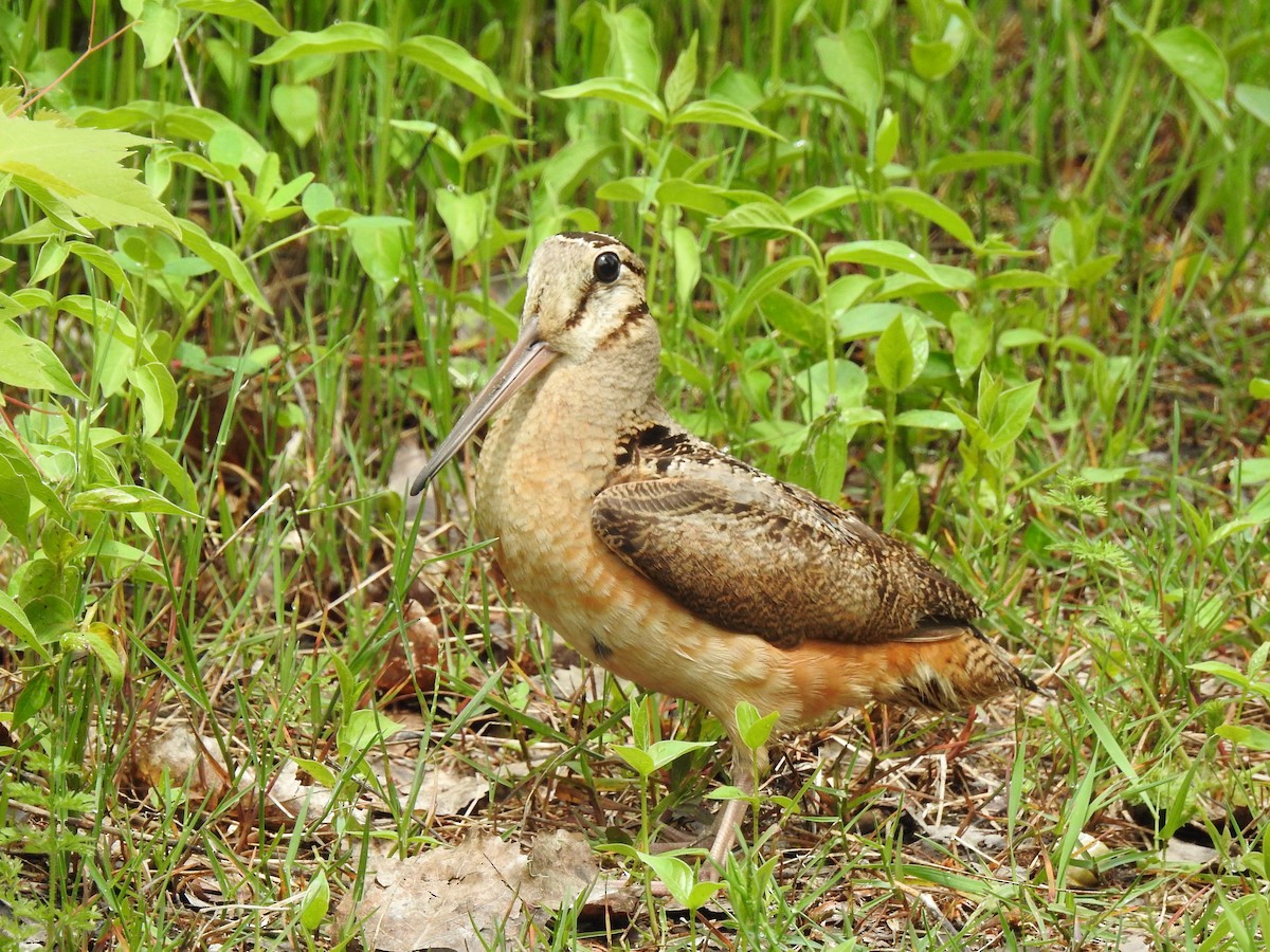 American Woodcock - ML453864551